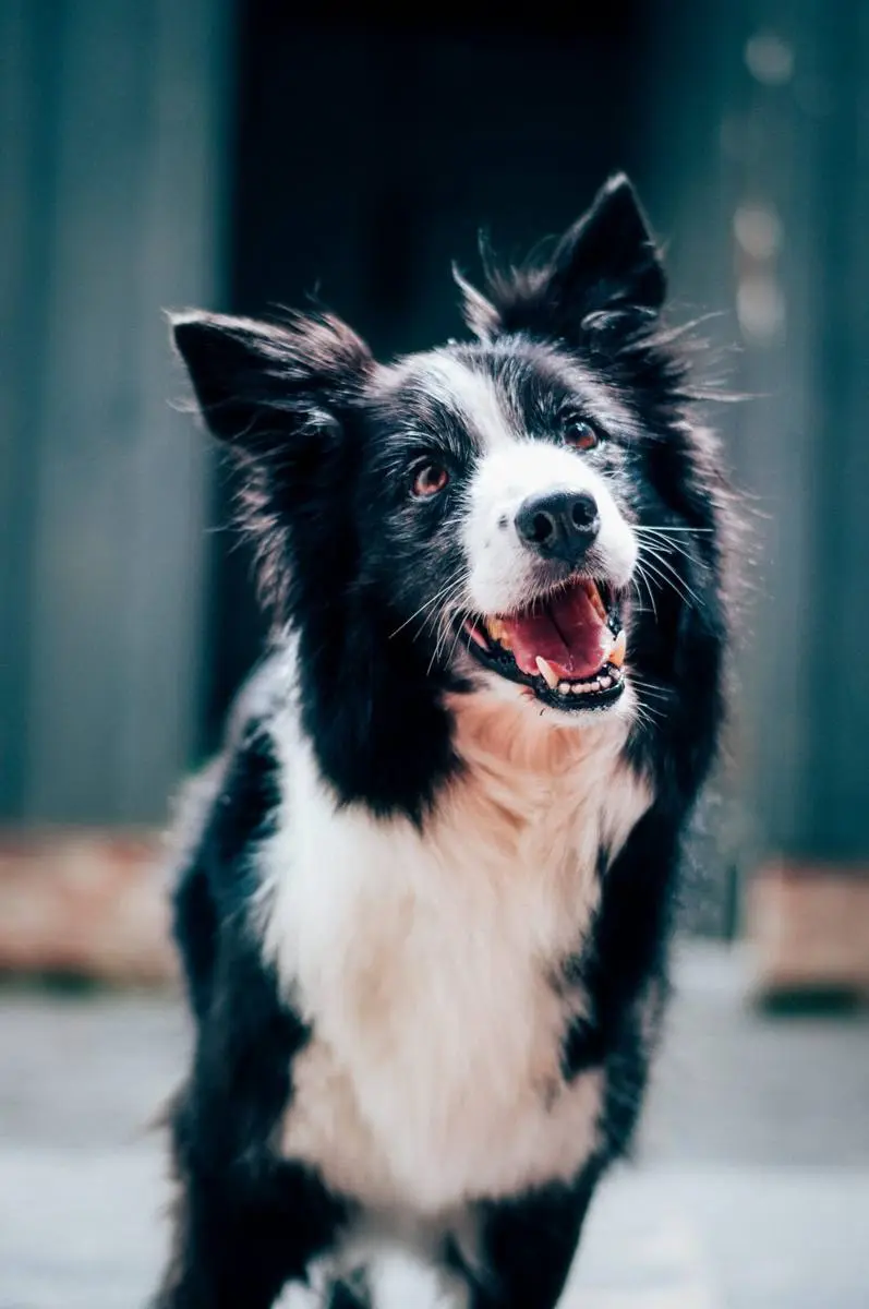Border collie atento